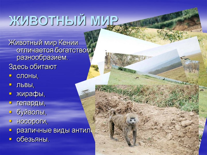 ЖИВОТНЫЙ МИР Животный мир Кении отличается богатством и разнообразием.  Здесь обитают  слоны,